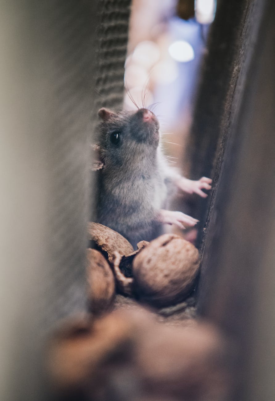 soft focus of mice through walls